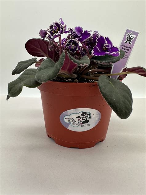 Wrangler's Spanish Cavalier - Live African Violet 6" – Heavenly ...