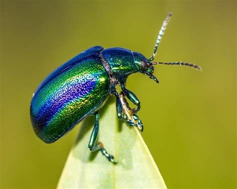 metallic blue beetle | Beetle, Blue beetle, Beautiful bugs
