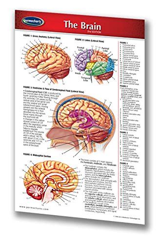 Buy Brain Chart - 4.5" x 6.75" Laminated Pocket Chart - Human Brain ...