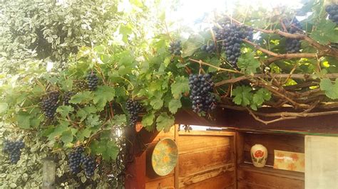 THE VINERY PAIGNTON (Devon) - Inn Reviews & Photos - Tripadvisor