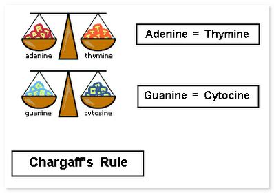 Chargaff's rule of DNA