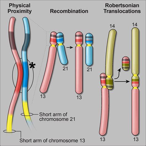 Meiose De Translocacao Robertsoniana Meiose • Phasen, Ablauf Und