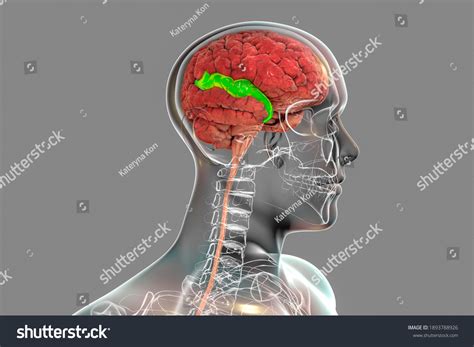 Superior Temporal Gyrus