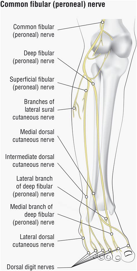 Superficial Peroneal Nerve Distribution