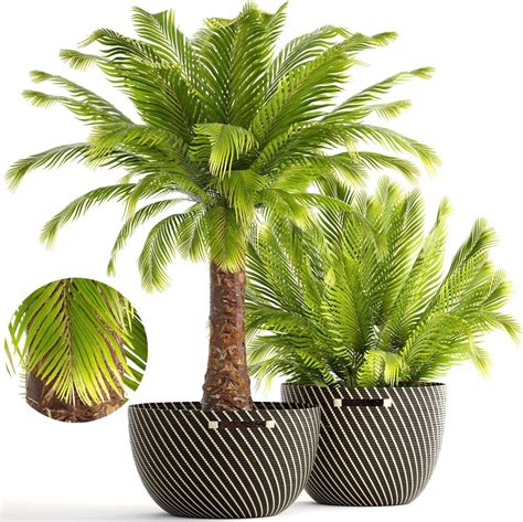 GREEN WORLD Phoenix Canariensis Palm Ornamental Tree Seeds (20 Seeds ...