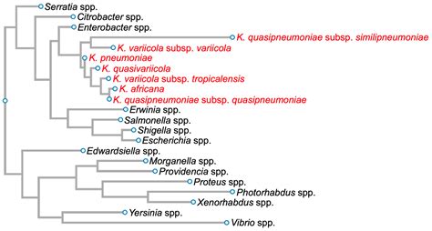 Plant-Origin Components: New Players to Combat Antibiotic Resistance in Klebsiella pneumoniae - species of klebsiella