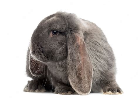 Premium Photo | French lop rabbit, isolated on white