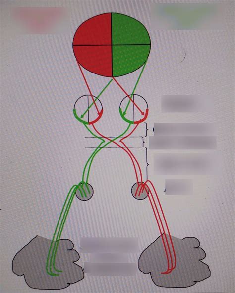 Image result for Processing of Visual Information Pathway