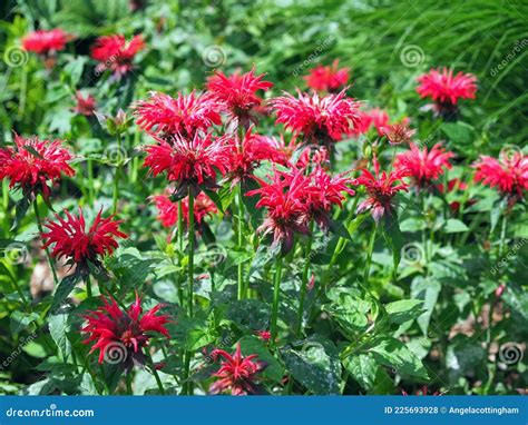 Red Bee Balm Flowers, Variety Monarda Cambridge Scarlet Stock Photo ...