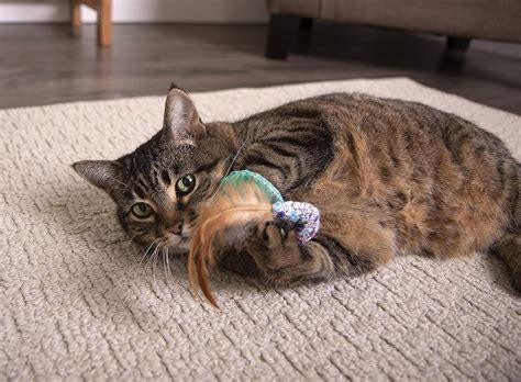 Petlinks Bliss Buddy Shrimp 100 Catnip Filled Cat Toy, Set of 2 Buy ...