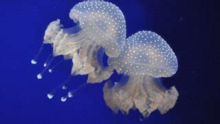 Image result for SQL Set