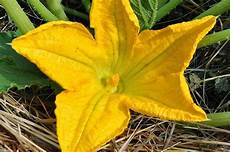 foto fiori di zucca zucchino o zucchina l estate 232 vicina instamamme foto fiori di zucca zucchino o zucchina l estate 232 vicina instamamme