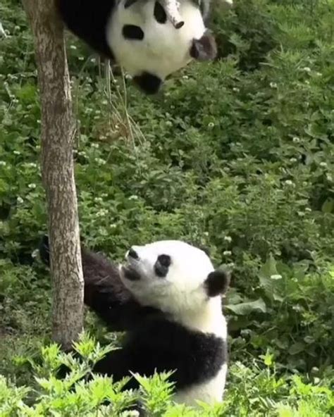 Image result for Pandas Library Python Application
