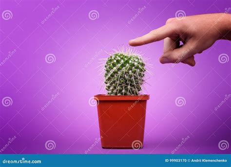 A Cactus Plural: Cacti, Cactuses or Cactus is a Member of the Plant ...