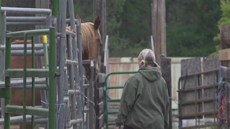Springdale Rodeo Grounds: Safe Haven for Animals Amid Fire | krem.com
