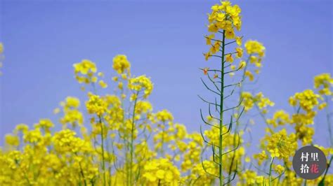 油菜花的产地在哪里？有哪些优质的油菜花品种 - 运富春