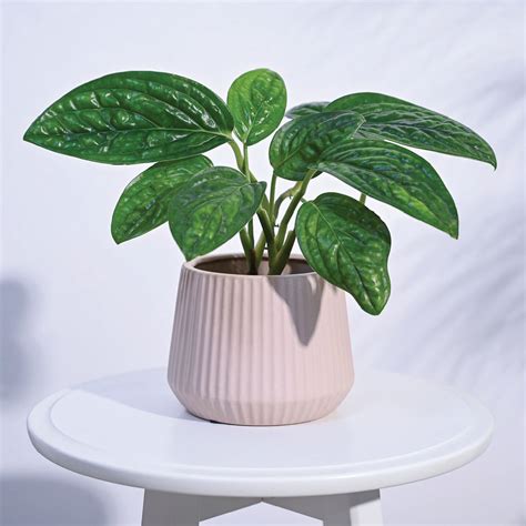 New Arrival Plants | New Plants Online | Ugaoo – Page 2
