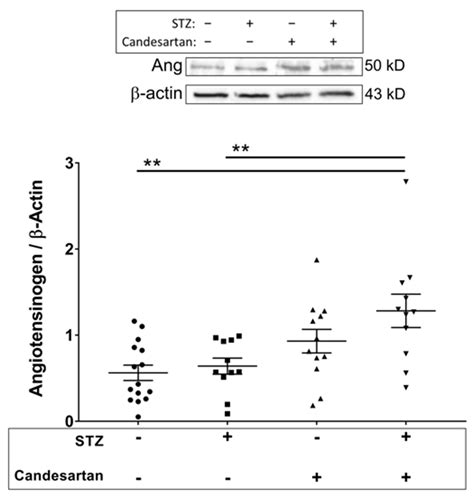 Candesartan Normalizes Changes in Retinal Blood Flow and p22phox in the ...