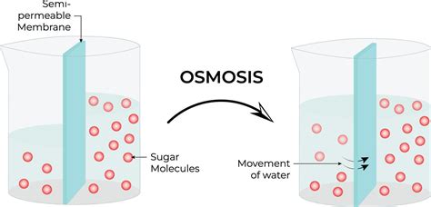 - Movement of fluid through a partition containing small holes    - Hydrostatic pressure: forces water across a membrane- Occurs across walls of small blood vessels, pushing water and dissolved nutrients into the tissues of the body explain
