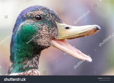 363 Duck beak open isolated Images, Stock Photos & Vectors | Shutterstock