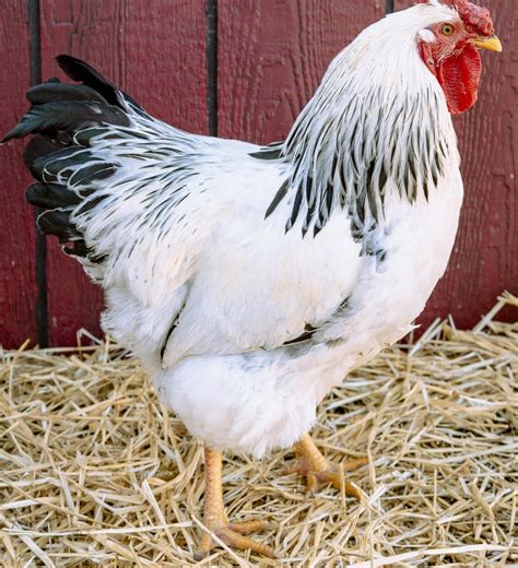 Columbian Wyandotte - Baby Chicks for Sale | Cackle Hatchery®