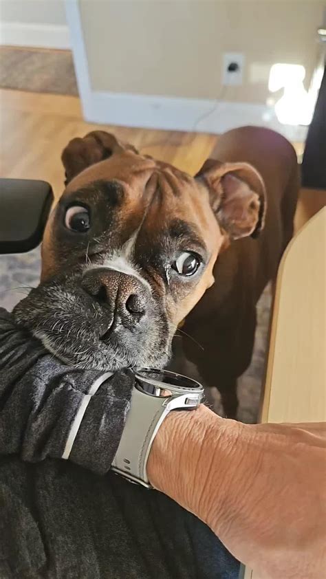 Boxer Face 的图像结果