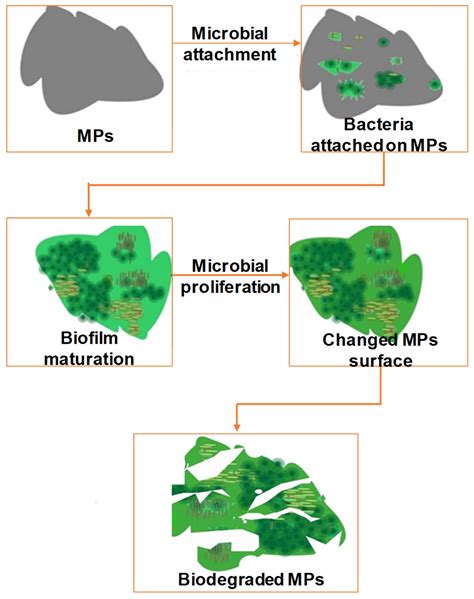 The Occurrence and Fate of Microplastics in Wastewater Treatment Plants ...