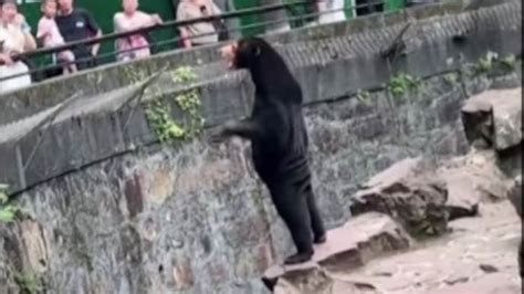 China zoo claims this sun bear is real, not human in disguise after ...