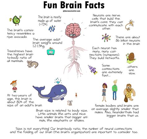 Brain Facts Quotes