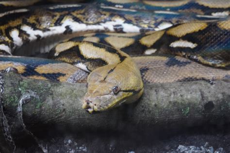 Image result for Reticulated Python Digestive System