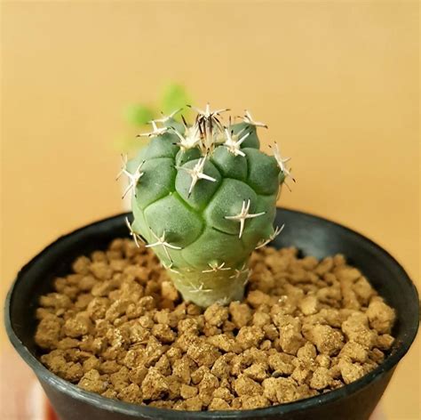 Turbinicarpus Lophophoroides - Cactus - Soiled