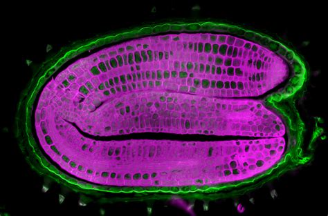 Researchers Have Discovered Seeds Have An "internal Thermometer" That Tells Them When To ...