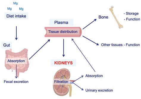 Magnesium in Kidney Function and Disease—Implications for Aging and Sex ...