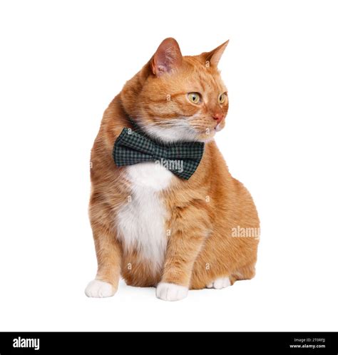 Cute cat with bow tie isolated on white Stock Photo - Alamy