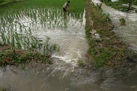 大水侵袭袁州慈化模山村农民粮田被淹造成农业损失