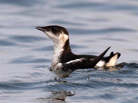Marbled Murrelet - eBird