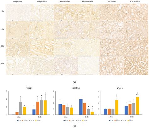VSIG4 Expression During Renal Aging Is Accelerated by Type 2 Diabetes ...