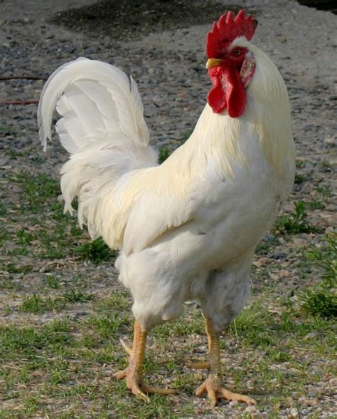 Image result for Animals Using Compouter
