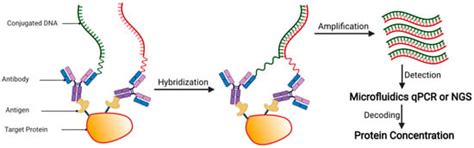 On the Road to Accurate Protein Biomarkers in Prostate Cancer Diagnosis ...