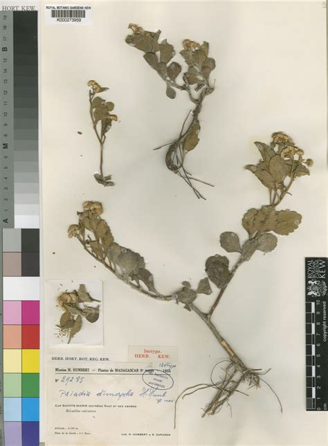 Psiadia dimorpha Humbert | Plants of the World Online | Kew Science