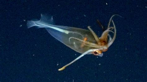Colossal squid captured on movie in its pure setting for first time ...