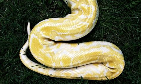 Why Pythons Aren’t a Problem in Native Asia