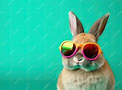 Image result for Cool Bunny