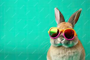 Image result for Cool Bunny