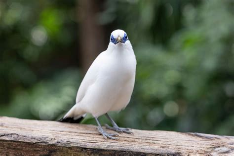 The Bali Starling: Bali's Critically Endangered Bird Species