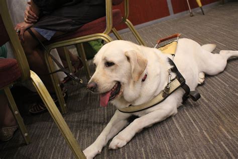 Are Dogs Allowed In The Mrt? A Guide For Pet Owners (2026)