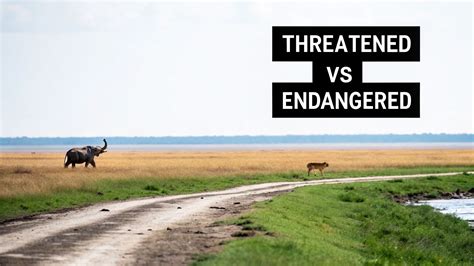 Endangered Vs Endangered