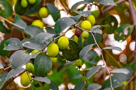 इन पेड़-पौधों को न लगाए घर में, होती है धन की हानि - Agniban