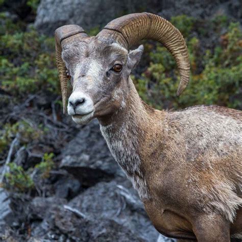 Exploring State Animals: Discover Fascinating State Mammal Facts – 50states