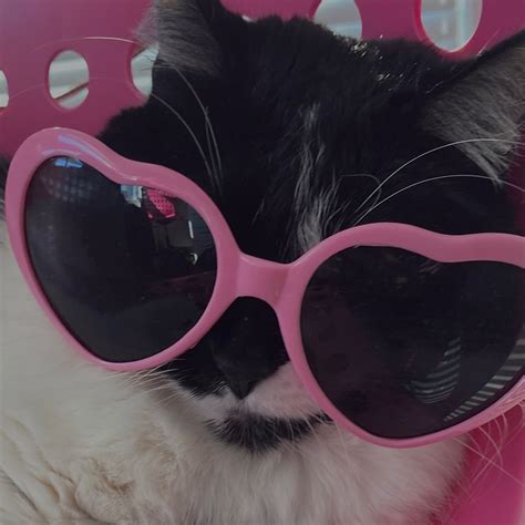 cat glasses Cat Sunglasses, Heart Shaped Sunglasses, Glasses Wallpaper ...